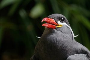 Incastern (gull)