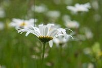 Gewone margriet