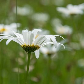 Gewone margriet by Helma de With