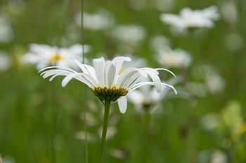 Gewone margriet