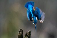 Eisvogel im Angriff. Kopf runter