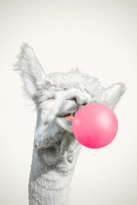 un lama alpaga souriant avec une grosse boule de chewing-gum