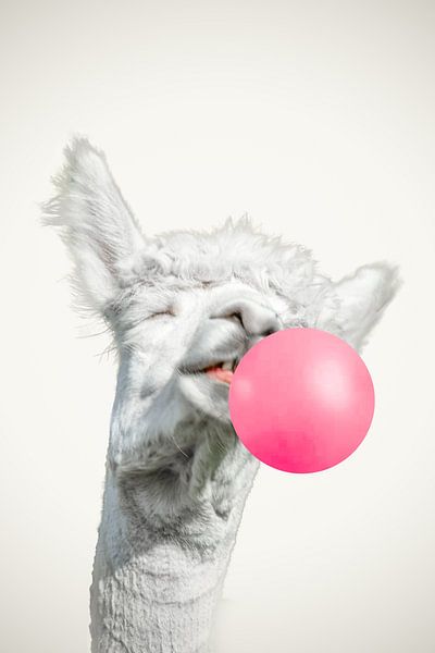 lachende alpaca lama met een flinke kauwgombal van John van den Heuvel