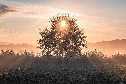 Himmlisch beleuchteter Baum