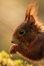Eichhörnchen von Marjan Slaats