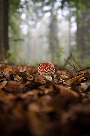 Fly agaric growing by Alexander van der Molen