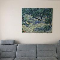 Kundenfoto: Olivenhain - Vincent van Gogh, auf leinwand