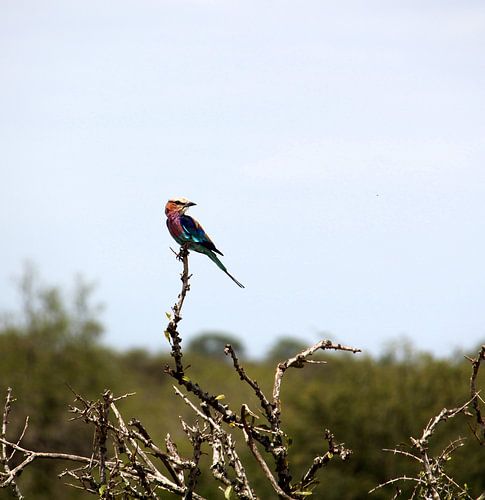 Vorkstaartscharrelaar