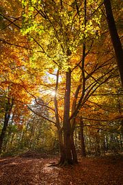 Beech tree in the sun-drenched autumn forest by Studio17