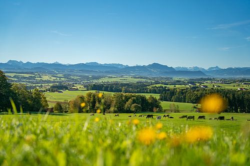 Uitzicht met Allgäuer koeien over de Oberallgäu naar de Allgäuer bergen zoals de Grünten, Hochvogel, Widderstein in het Kleinwalsertal