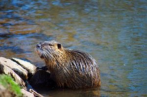 das Bild zeigt wild lebende Nutria