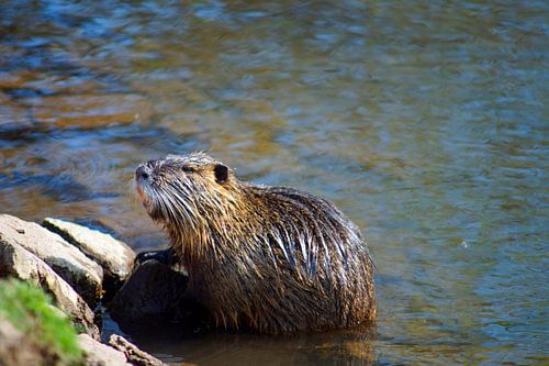 de foto toont wilde levende nutria