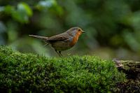 Robin Erithacus rubecula