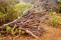 Wenn der eine stirbt