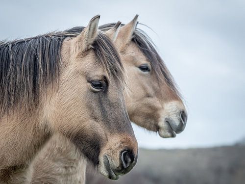 Chevaux koniks dans la réserve naturelle de Lentevreugd