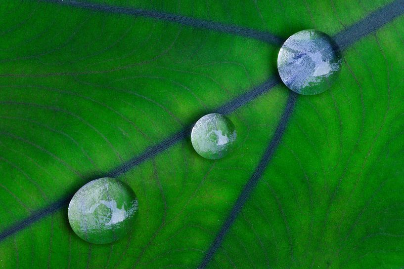 Raindrops 3 by Colors of the Jungle by Simon Kuyvenhoven