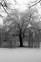 Noorderplantsoen in de Winter 5