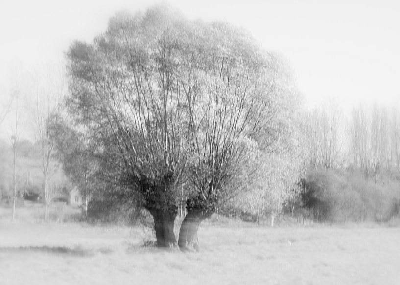 Kopfweide in ICM-Technik von Lilian Photography