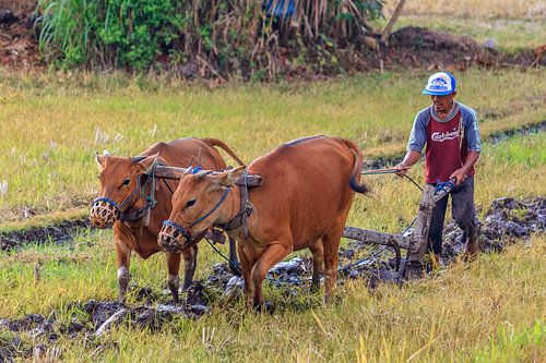 Het rijstveld omploegen