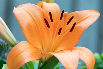 Prachtig bloeiende grote oranje lelie close up foto van Jolanda de Jong-Jansen