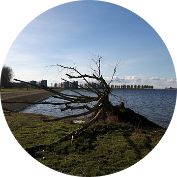 Broken Tree , Noorderplassen van Nicky`s Prints