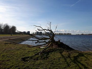 Broken Tree , Noorderplassen von Nicky`s Prints