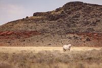 Horse in the wilderness in the United States