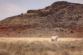 Cheval en pleine nature aux États-Unis sur Geja Kuiken