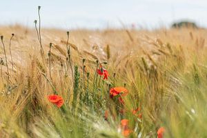 Mohnblumen