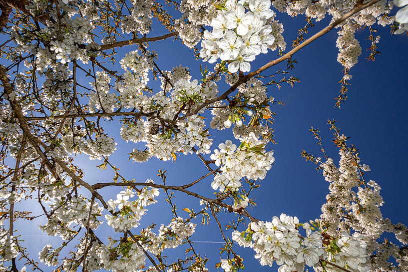 Kersenbloesem van Thomas Heitz