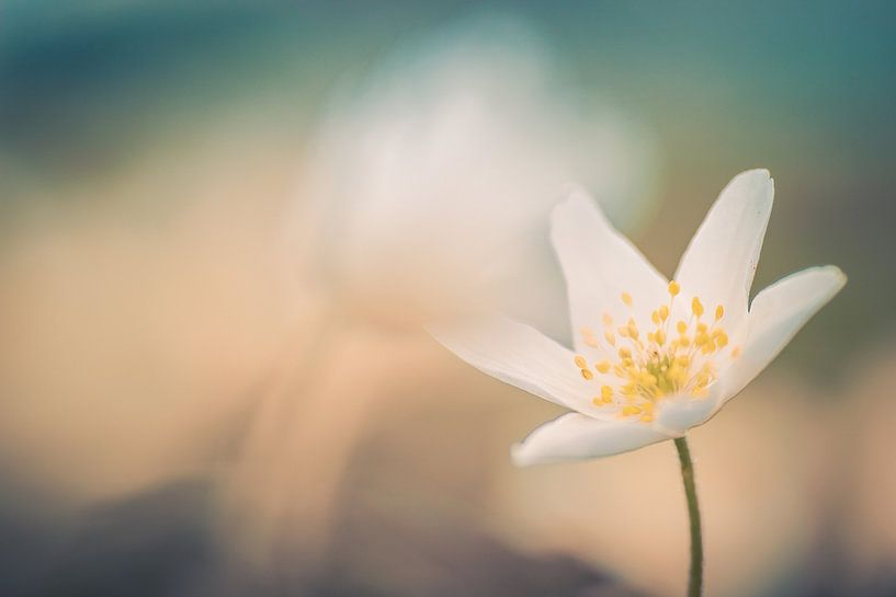 Anemone by Martzen Fotografie