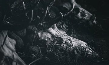 Dark Melody Skulls - Schädel eines Rehs in schwarz weiss von Jakob Baranowski - Photography - Video - Photoshop