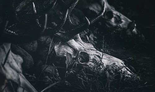 Dark Melody