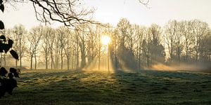 Lever de soleil entre les arbres en hiver avec du brouillard et du givre