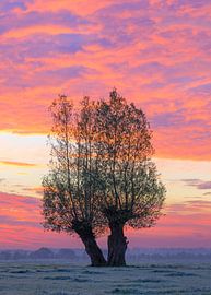 Kleurenexplosie in Maasland. van delkimdave Van Haren