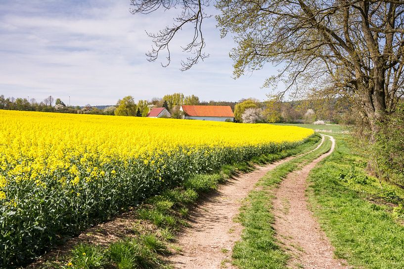 Field path along a rape field by ManfredFotos