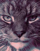 Close up Maine Coon