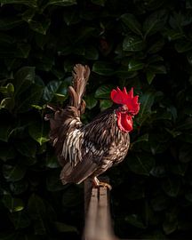 Haan tje de voorste ~ Boerderijdieren