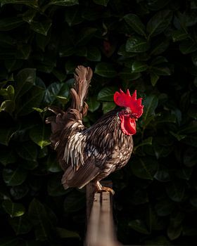 Floris de Haan ~ Haantje die Front | 4:3