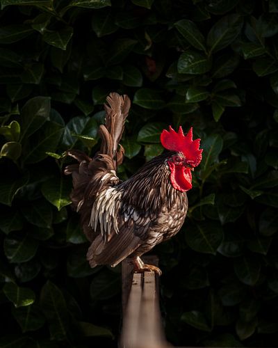 Floris de Haan ~ Haantje die Front | 4:3