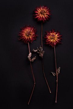 compositie van 3 roodgele gedroogde dahlia's van Karel Ham