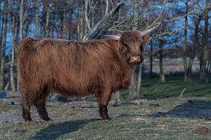 Highlander écossais
