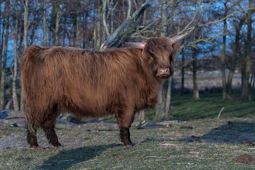 Scottish Highlander by Maarten Verhees