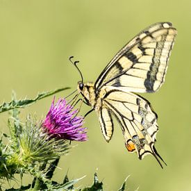 Swallowtail by RobJansenphotography
