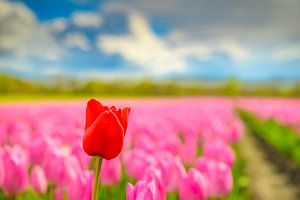 Blühende Tulpen auf einem Feld im Frühling