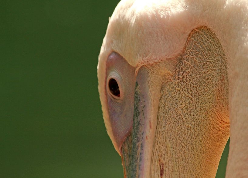 Pelikaan met gebogen nek by Marco Weening