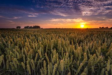 Grain fields Groningen by Arjan Battjes