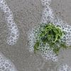 Zeewier op het strand van Matthias Brix
