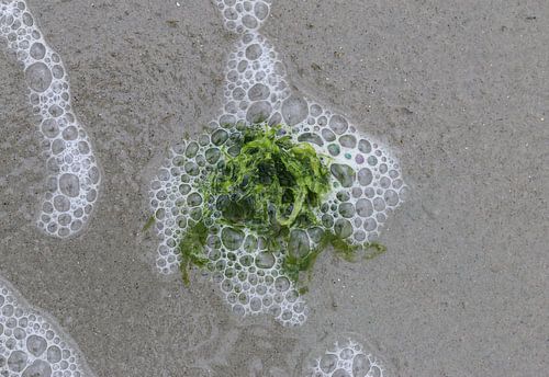 Zeewier op het strand van Matthias Brix