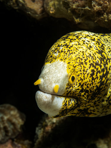 Echidna nebulosa